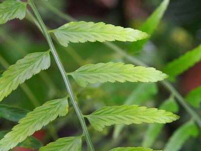 Asplenium auritum, photographed by Lena Struwe