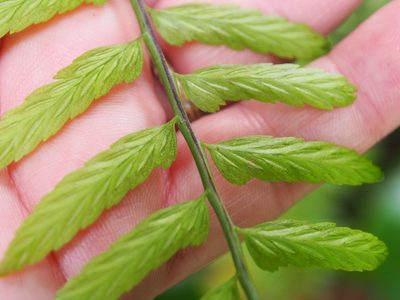 Asplenium auritum, photographed by Lena Struwe