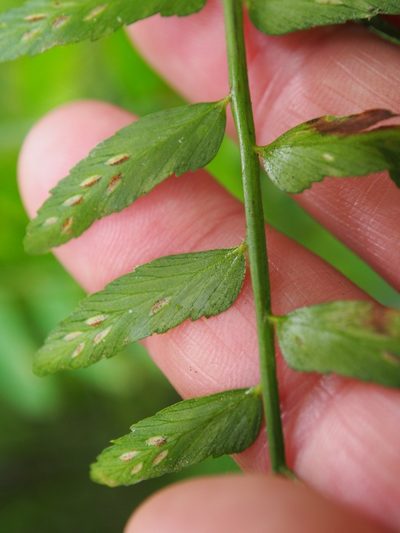 Asplenium auritum, photographed by Lena Struwe
