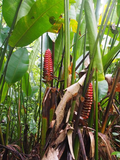 Heliconia imbricata, photographed by Lena Struwe