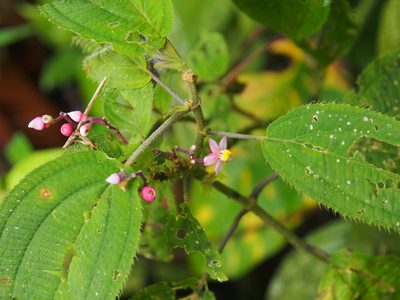Miconia subcrustulata, photographed by Lena Struwe