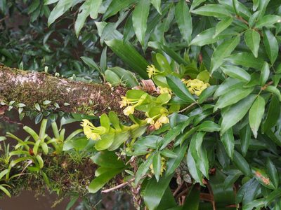 Epidendrum hunterianum, photographed by Lena Struwe