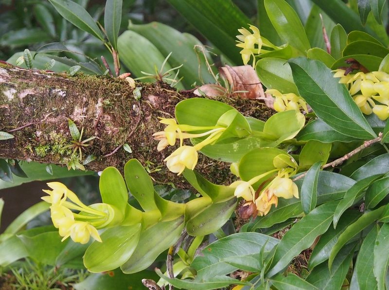 Epidendrum hunterianum, photographed by Lena Struwe