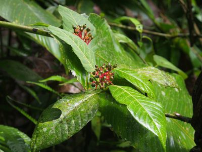 Palicourea crocea, photographed by Lena Struwe