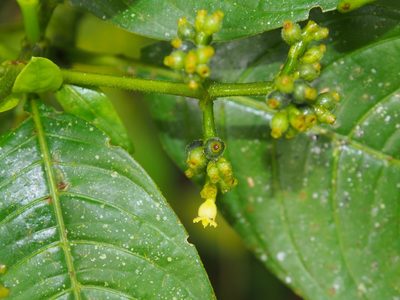 Palicourea brachiata, photographed by Lena Struwe