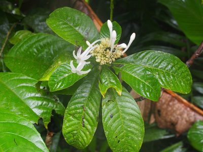 Palicourea tetragona, photographed by Lena Struwe