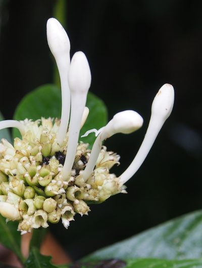 Palicourea tetragona, photographed by Lena Struwe