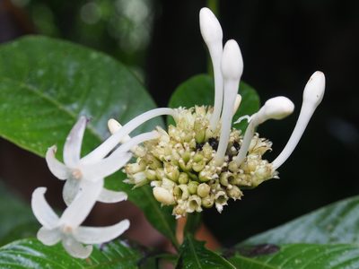 Palicourea tetragona, photographed by Lena Struwe