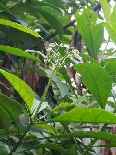 Solanum umbellatum, photographed by Lena Struwe