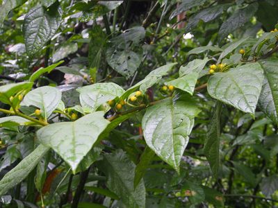 Lycianthes sanctaeclarae, photographed by Lena Struwe