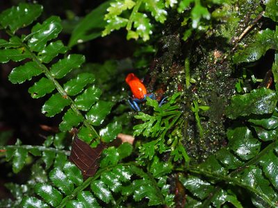 Lomariopsis vestita, photographed by Lena Struwe