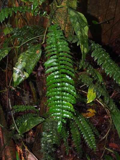Lomariopsis vestita, photographed by Lena Struwe