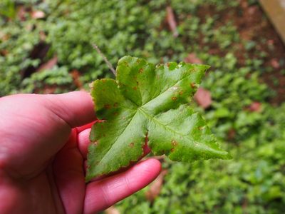 Hemionitis palmata, photographed by Lena Struwe