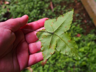 Hemionitis palmata, photographed by Lena Struwe