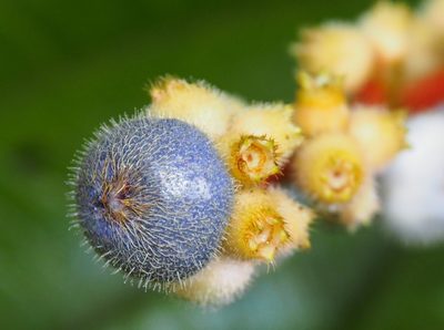 Miconia nervosa, photographed by Lena Struwe