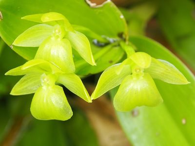 Epidendrum hunterianum, photographed by Lena Struwe