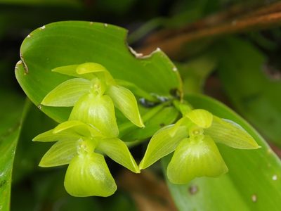 Epidendrum hunterianum, photographed by Lena Struwe