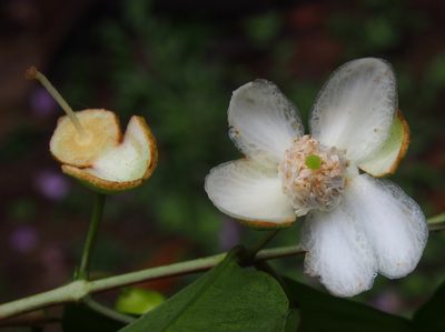 Psidium friedrichsthalianum, photographed by Lena Struwe