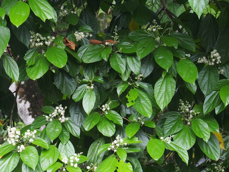 Hasseltia floribunda, photographed by Lena Struwe