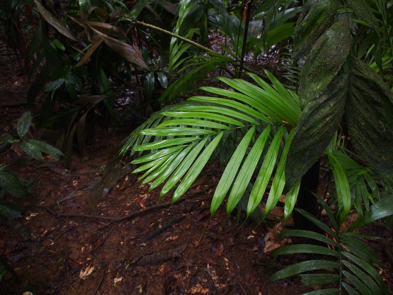 Prestoea decurrens, photographed by Lena Struwe
