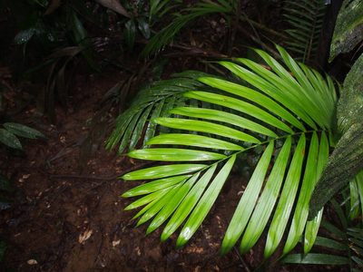 Prestoea decurrens, photographed by Lena Struwe
