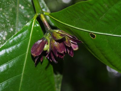 Palicourea suerrensis, photographed by Lena Struwe