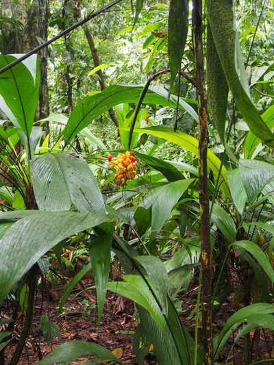 Synechanthus warscewiczianus, photographed by Lena Struwe