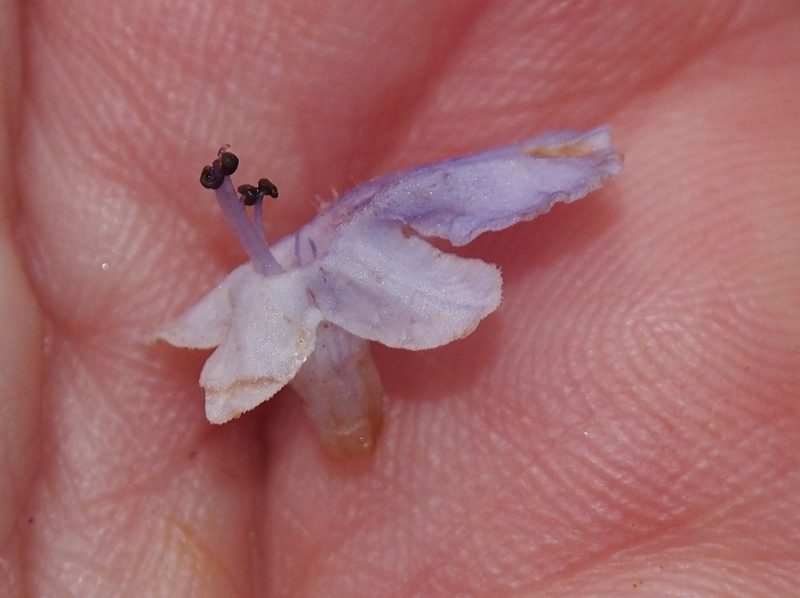 Vitex cooperi, photographed by Lena Struwe