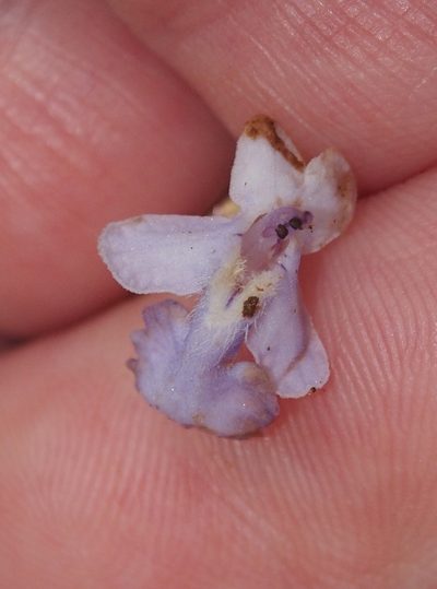 Vitex cooperi, photographed by Lena Struwe