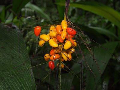 Synechanthus warscewiczianus, photographed by Lena Struwe