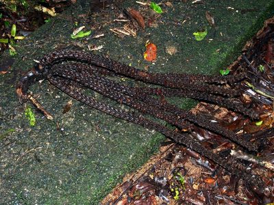 Welfia regia, photographed by Lena Struwe