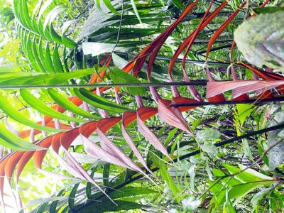 Welfia regia, photographed by Lena Struwe