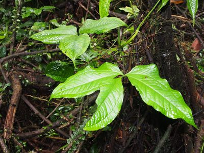 Anthurium clavigerum, photographed by Lena Struwe