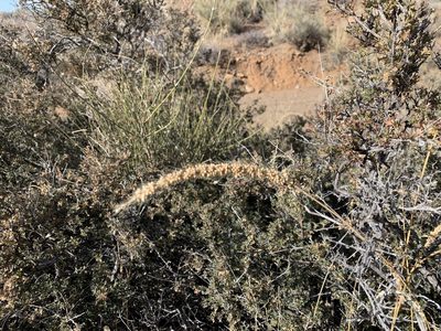 Setaria leucopila, photographed by CK2AZ