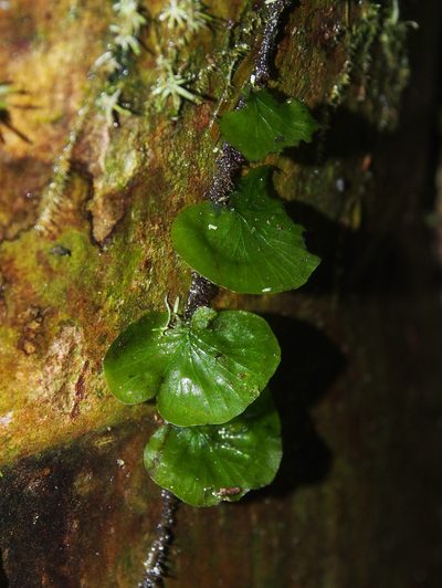Didymoglossum godmanii, photographed by Lena Struwe