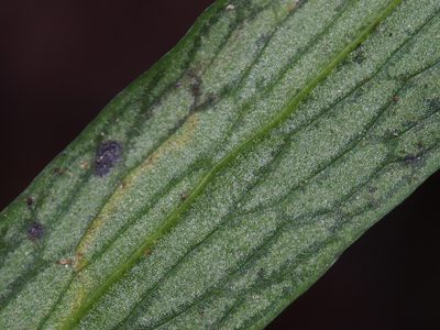 Polytaenium feei, photographed by Lena Struwe