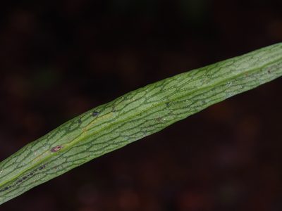 Polytaenium feei, photographed by Lena Struwe