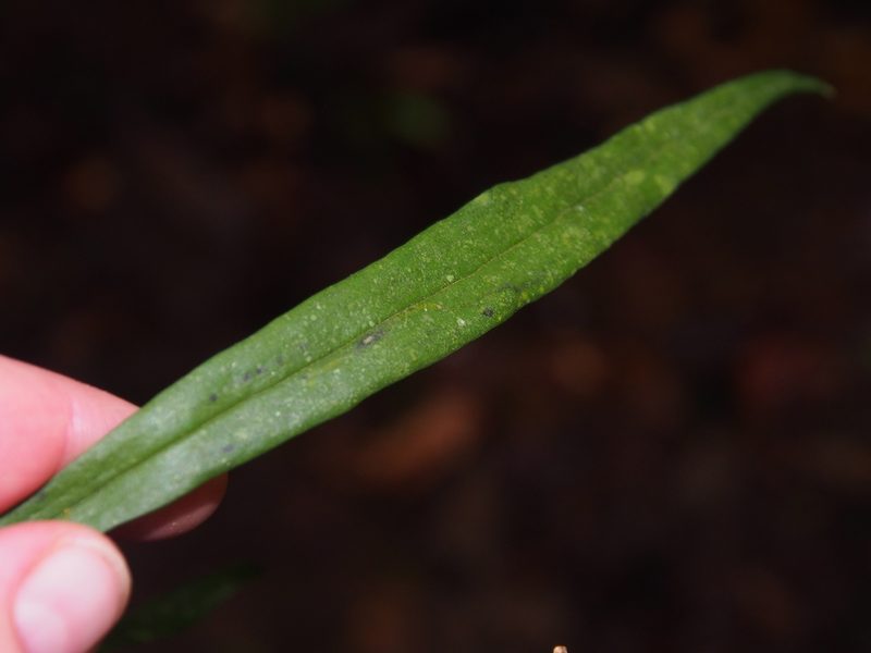 Polytaenium feei, photographed by Lena Struwe