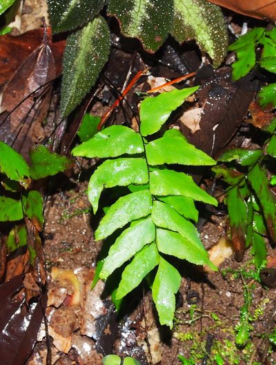 Adiantum petiolatum, photographed by Lena Struwe