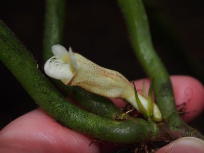 Paradrymonia ciliosa, photographed by Lena Struwe