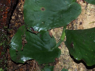 Monstera tenuis, photographed by Lena Struwe