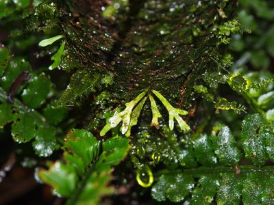 Lomariopsis vestita, photographed by Lena Struwe