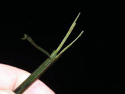 Diplazium striatastrum, photographed by Lena Struwe