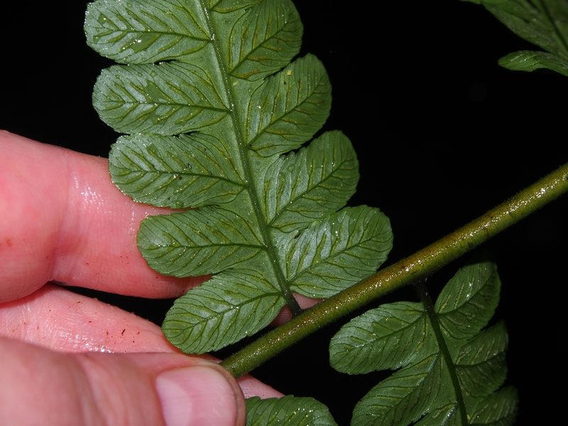 Diplazium striatastrum, photographed by Lena Struwe