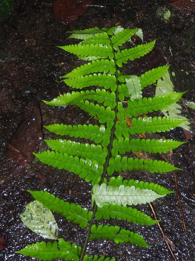 Diplazium striatastrum, photographed by Lena Struwe