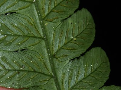 Diplazium striatastrum, photographed by Lena Struwe