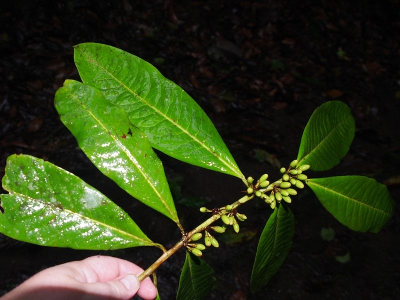 Erythroxylum macrophyllum, photographed by Lena Struwe