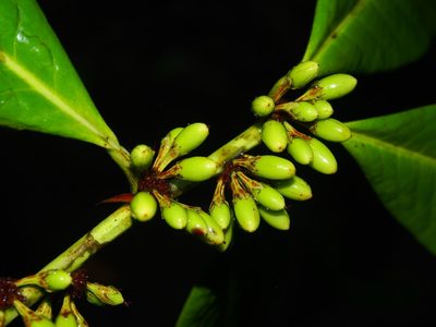 Erythroxylum macrophyllum, photographed by Lena Struwe