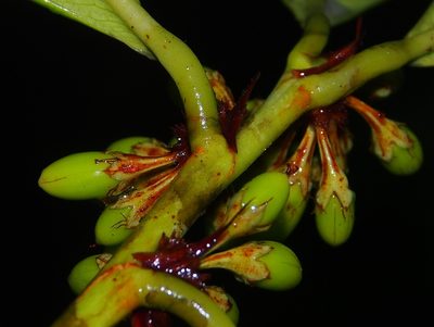 Erythroxylum macrophyllum, photographed by Lena Struwe