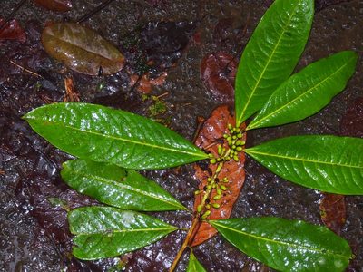 Erythroxylum macrophyllum, photographed by Lena Struwe
